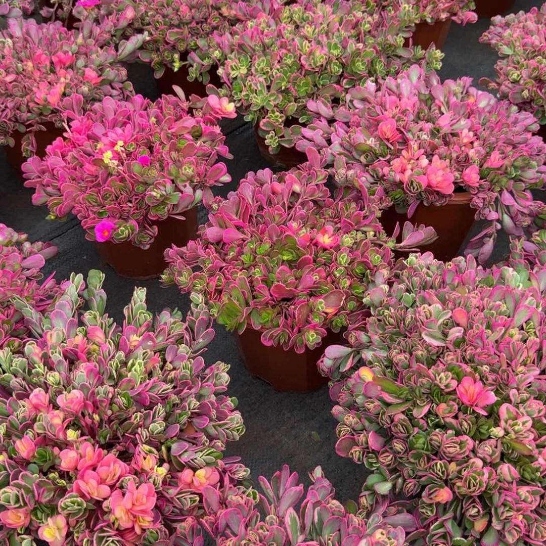 十***二多肉植物太阳花锦福袋