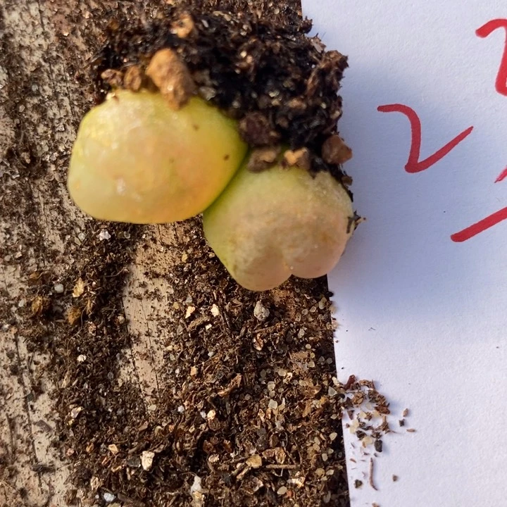 2310一颗一颗一颗