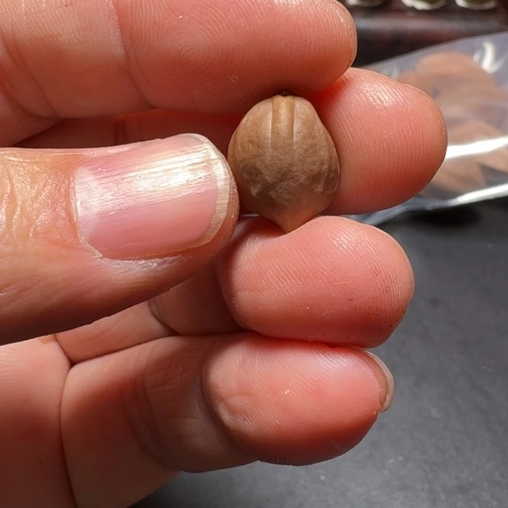 橄榄核手串/手链征**～梅林铁