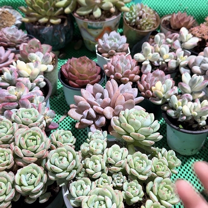 香草比斯多肉植物