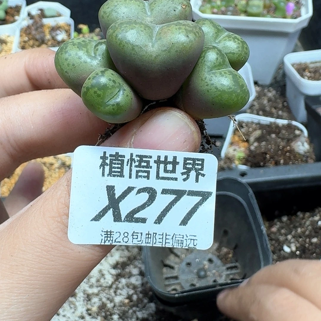 多肉植物的润泽额的f