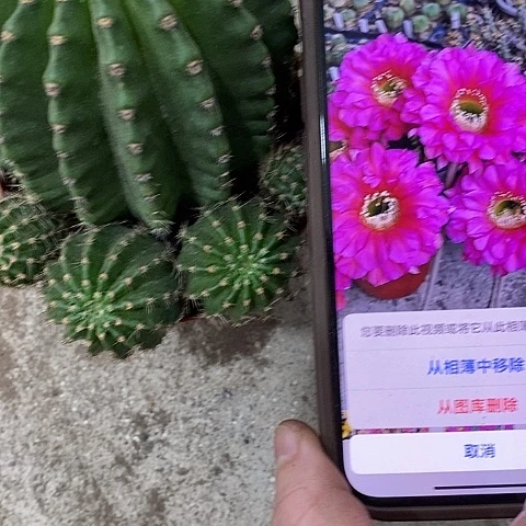 龙金仙人球2468900