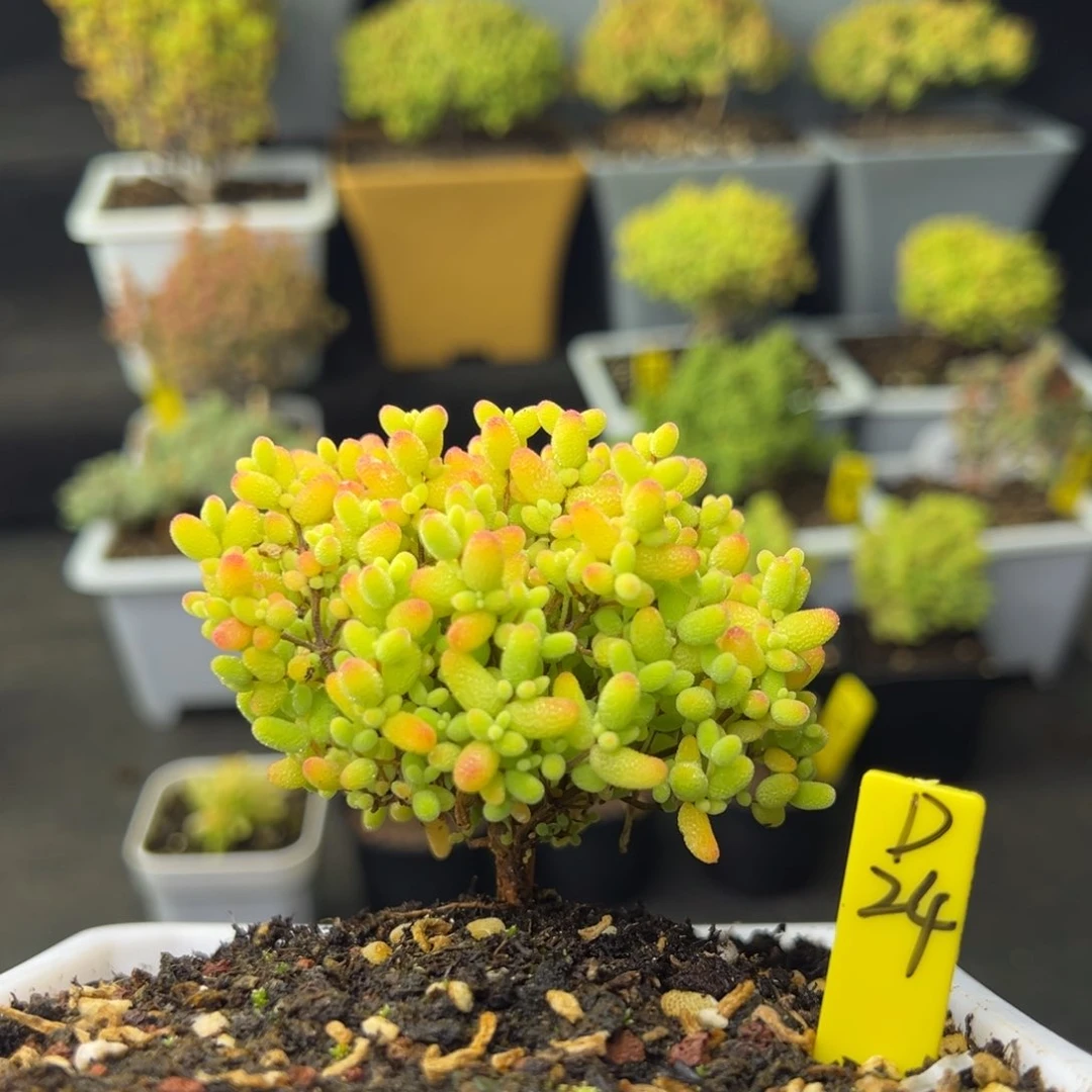 福利蜜橘带盆带土发货