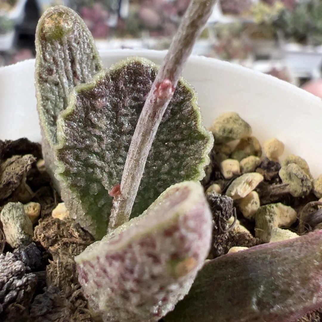 酒红猪肝多肉植物水泡多肉植物