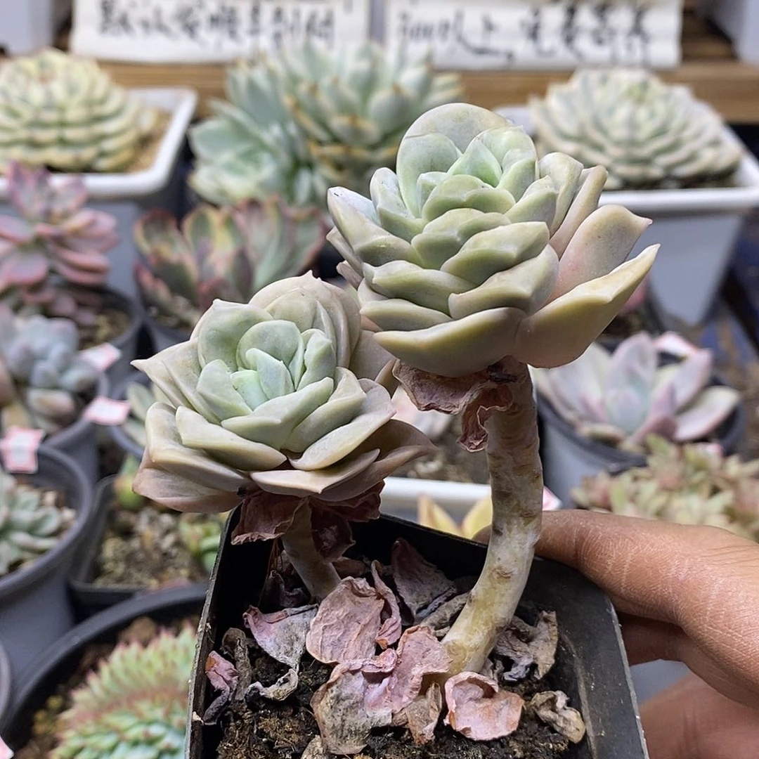 22242 瘤子可爱玫瑰双头