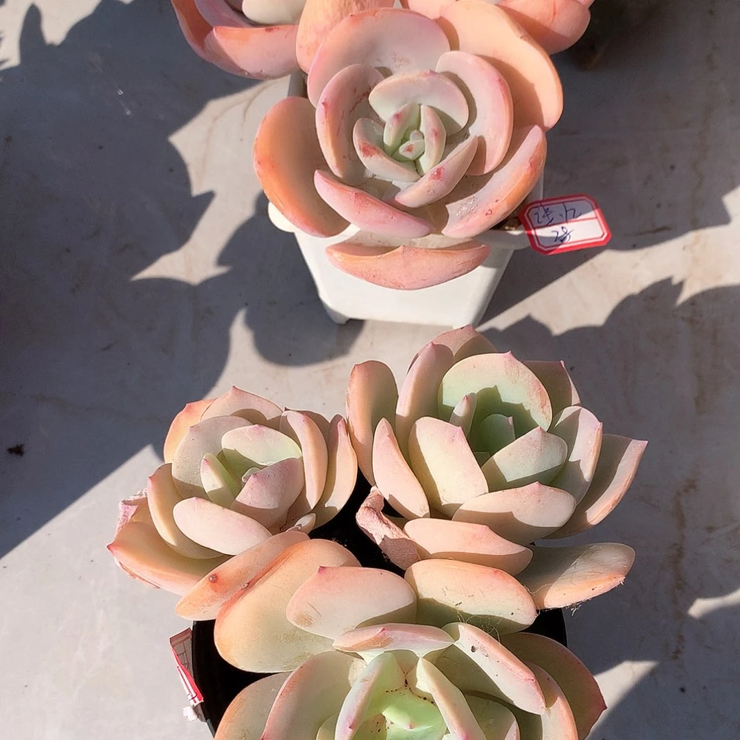 白凤多肉植物两颗