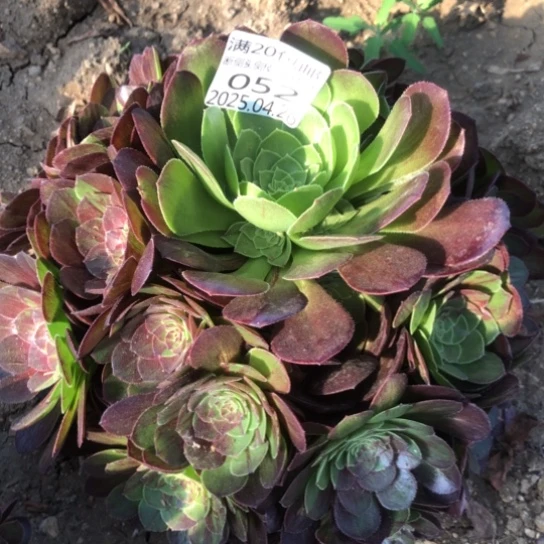 4.26-52花月夜多肉植物