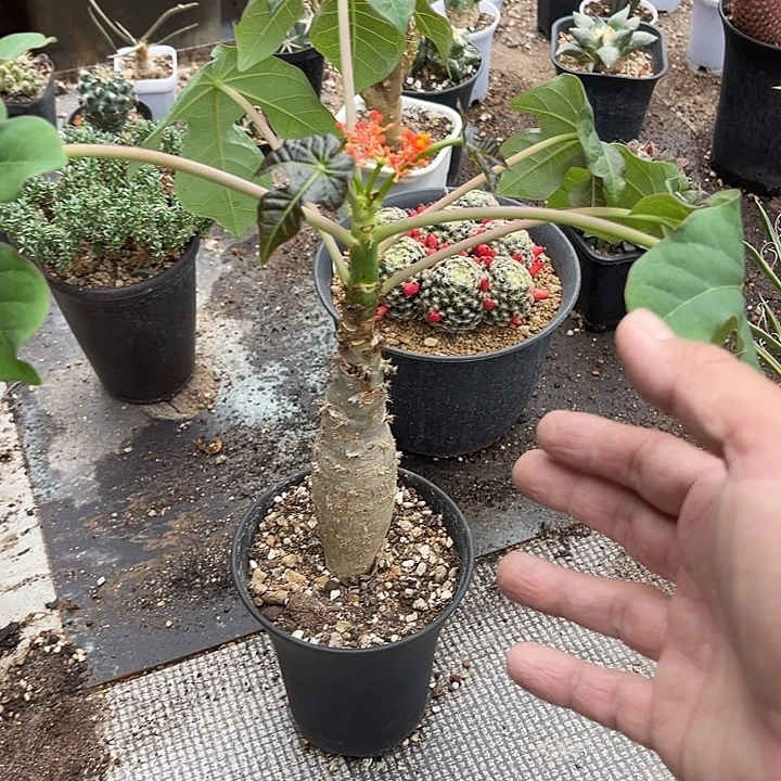 无花朵佛肚棠块根一物一拍