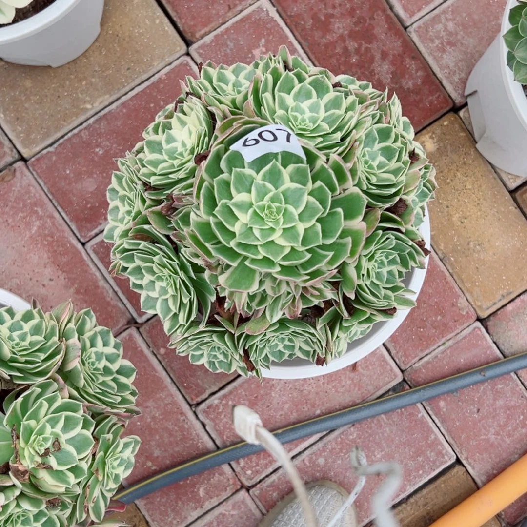 607孔雀翎法师多肉植物