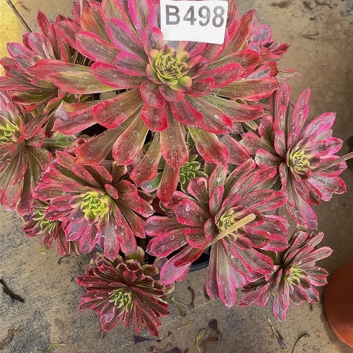 多肉法师都498号夕颜不包损