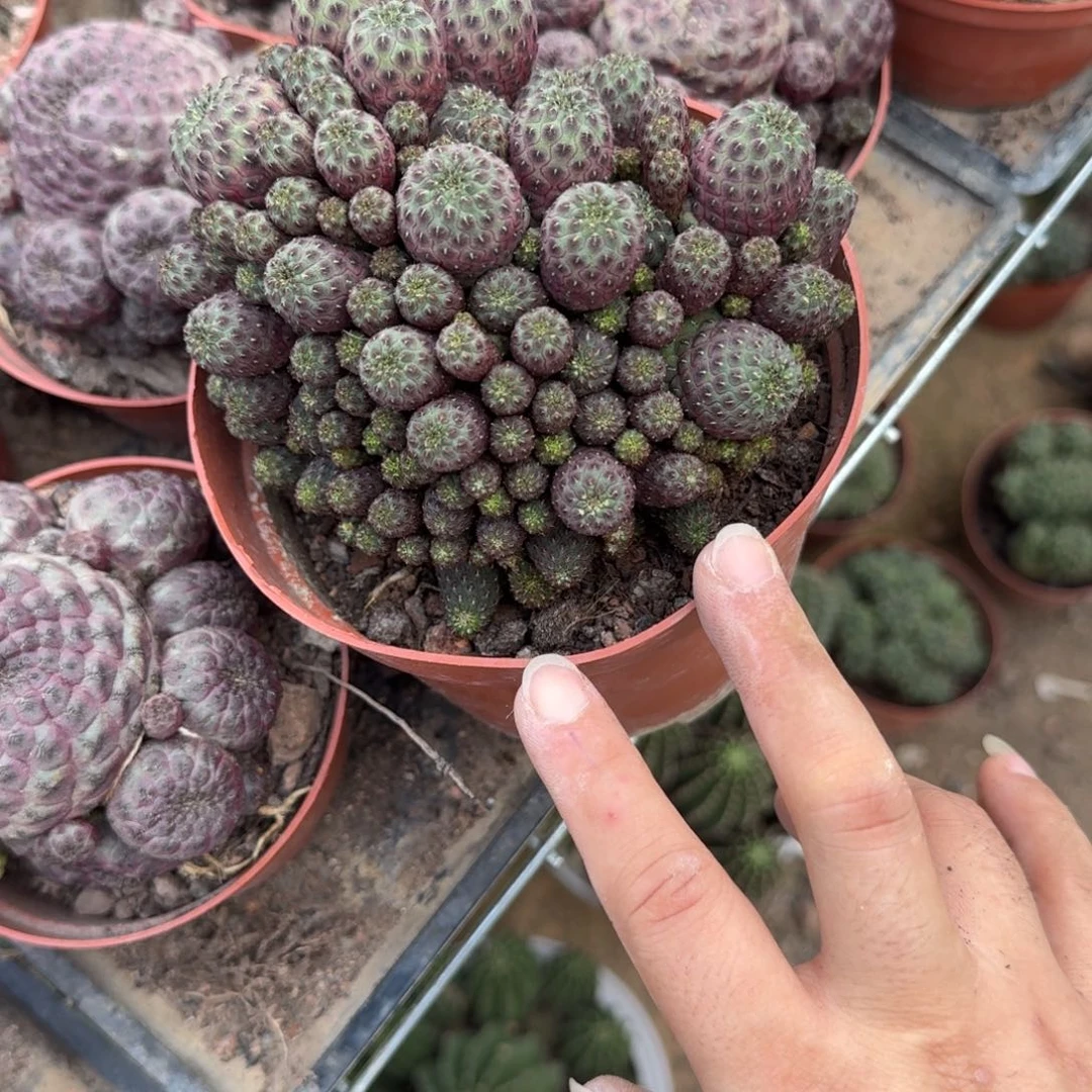 B***子可口可乐了可口可乐了