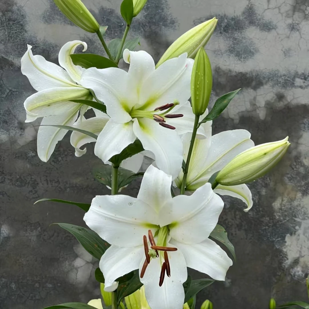 【白天霸AK】白天霸白色大花苞香水百合 |满两单鲜花包邮