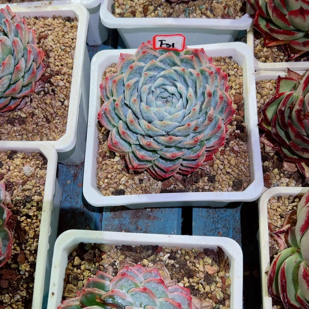 m****哥精品多肉植物老桩