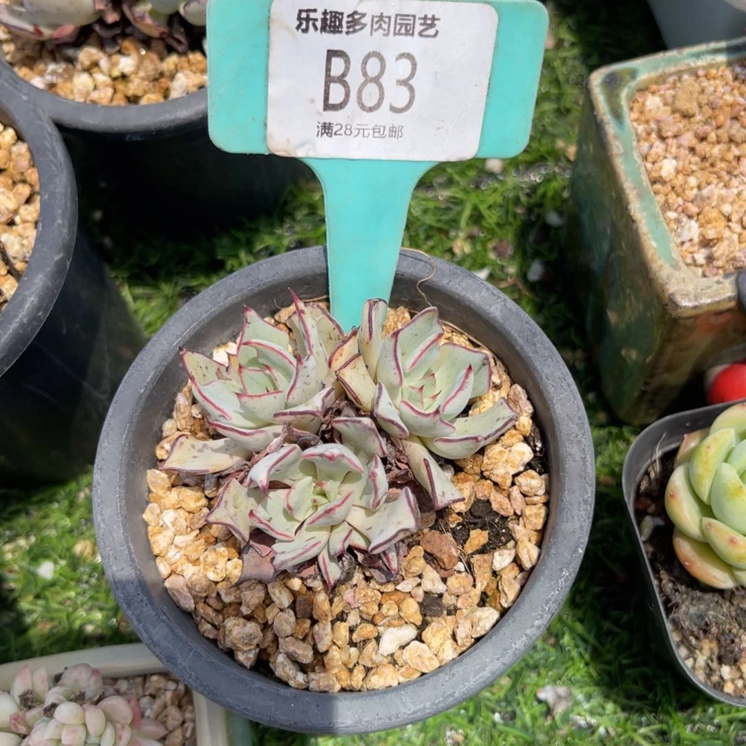 M**?多肉植物一物一拍