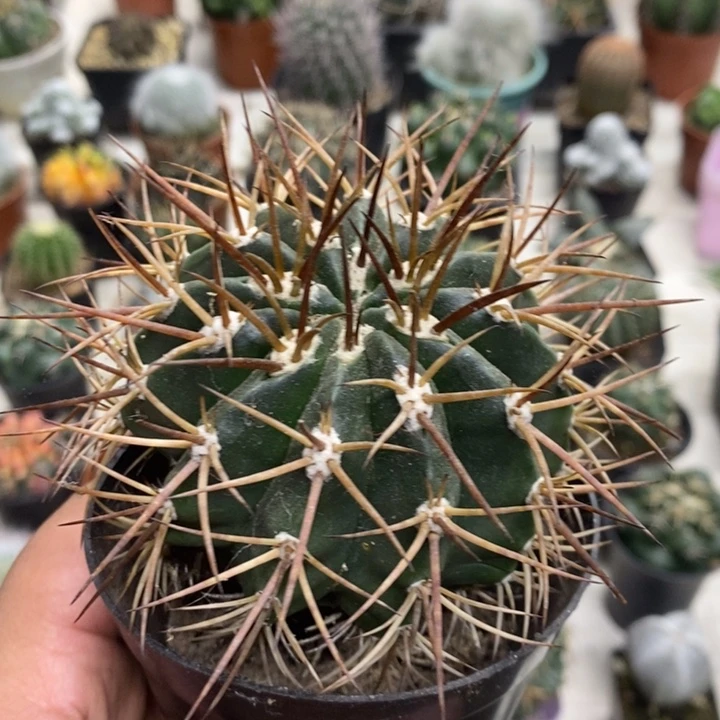 实生狂刺彩云特价福利