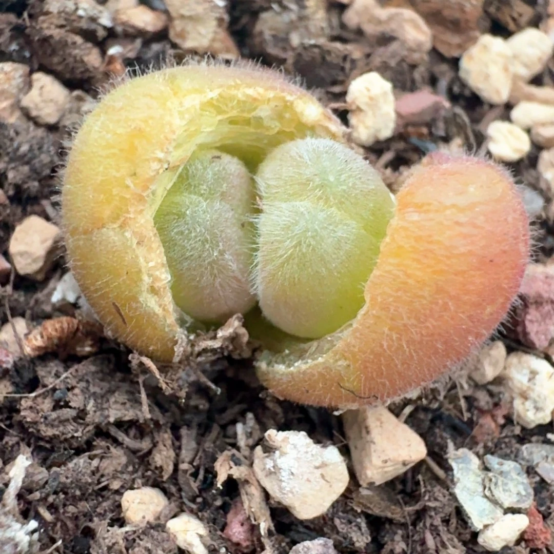 266带盆土发货0000000