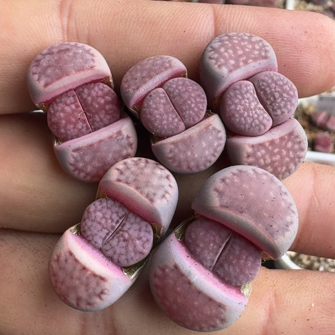 G375新品紫李杂交烟灰紫三年