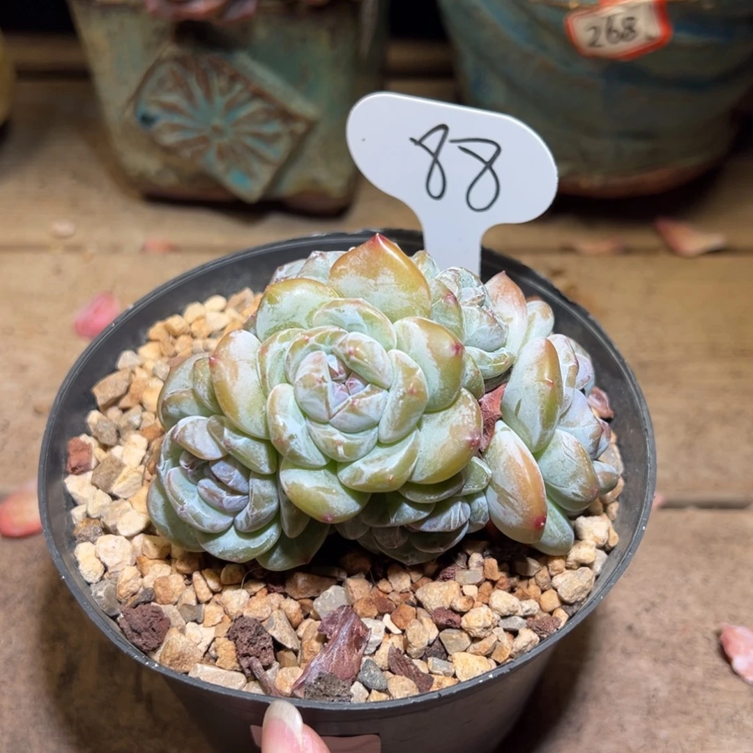 88号小树型绿地小脸