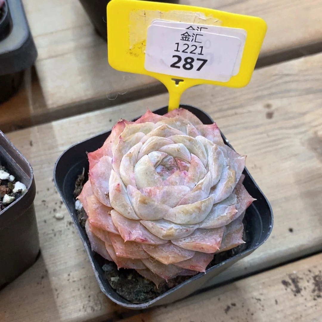 福利多多，1221287