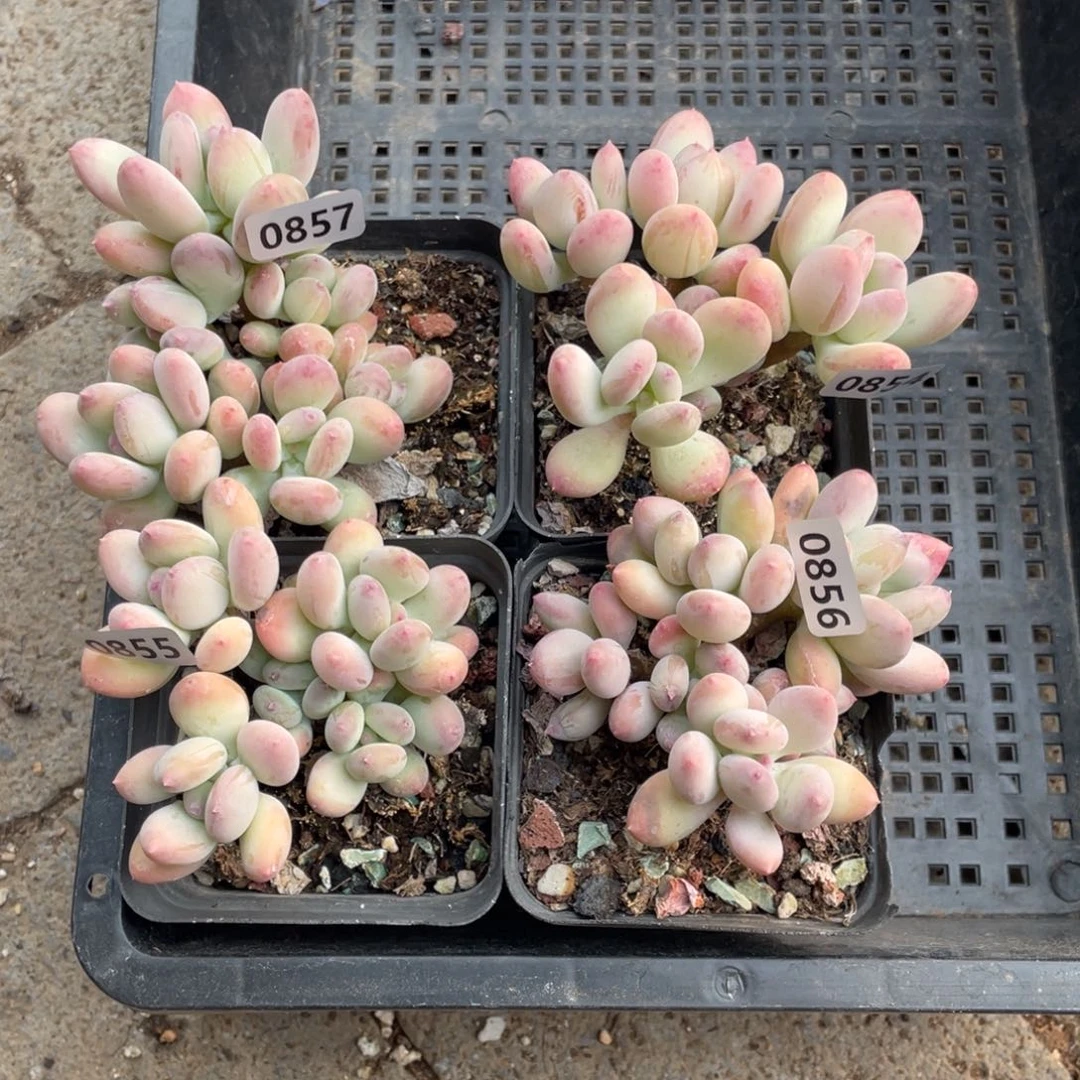 三日月奶酪一颗多肉