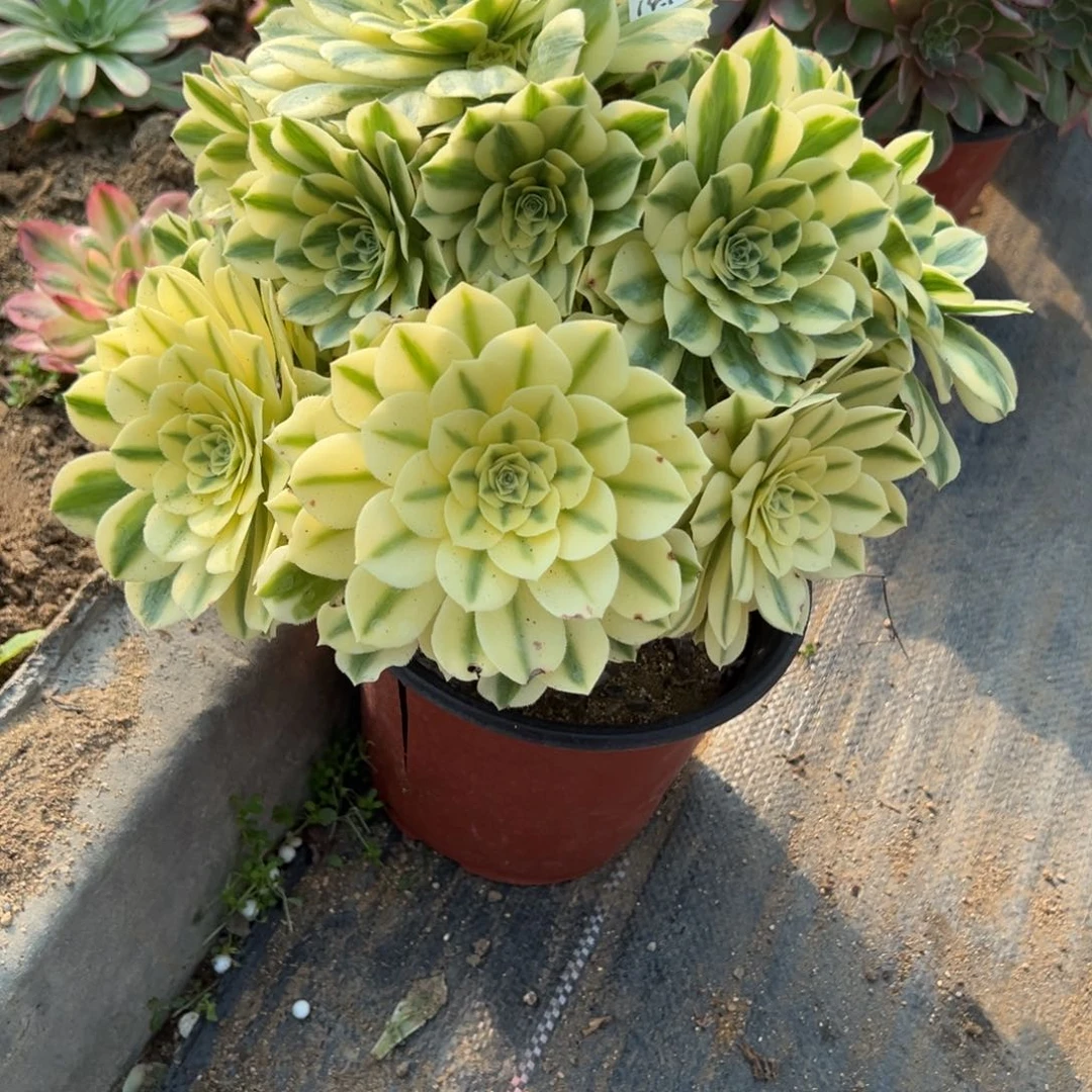 105迈巴赫多肉植物山东发