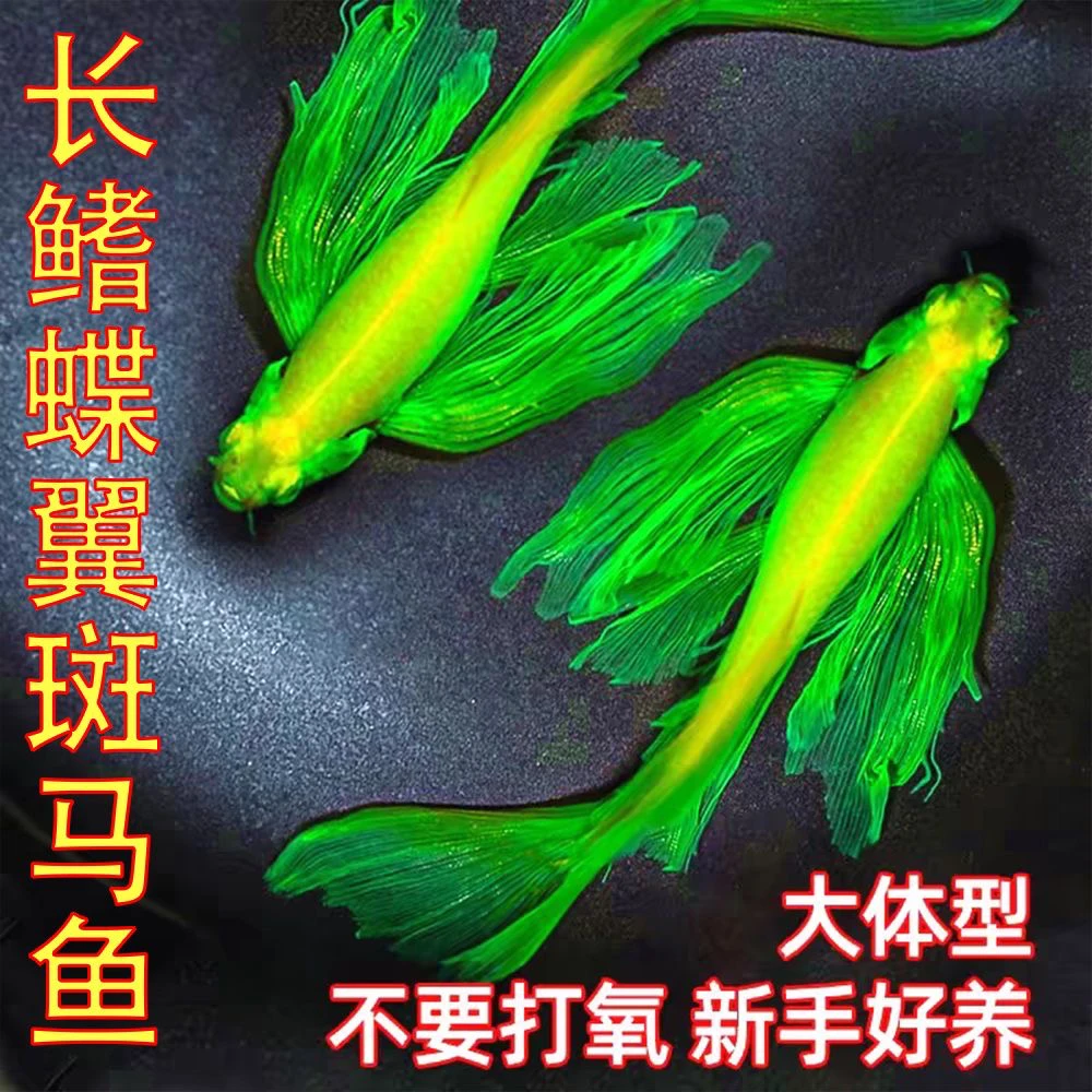 精挑细选蝶翼斑马鱼长尾长鳍大帆翡翠绿荧光观赏鱼龙凤冷水小型