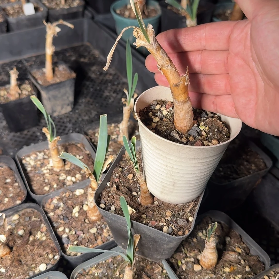 波叶布冯有点弯特价包邮