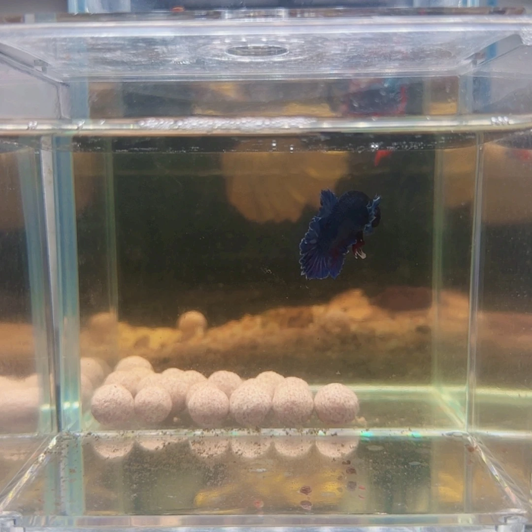 斗鱼活体观赏鱼好养耐活