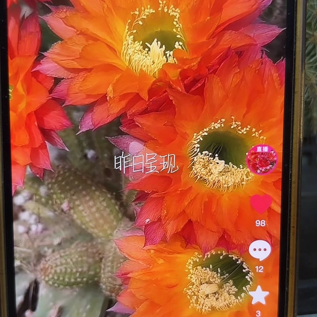昨日重现侧牙20包邮51