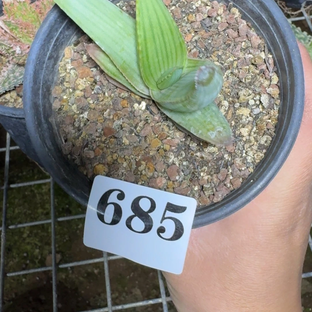 卡拉原生芦荟多肉植物