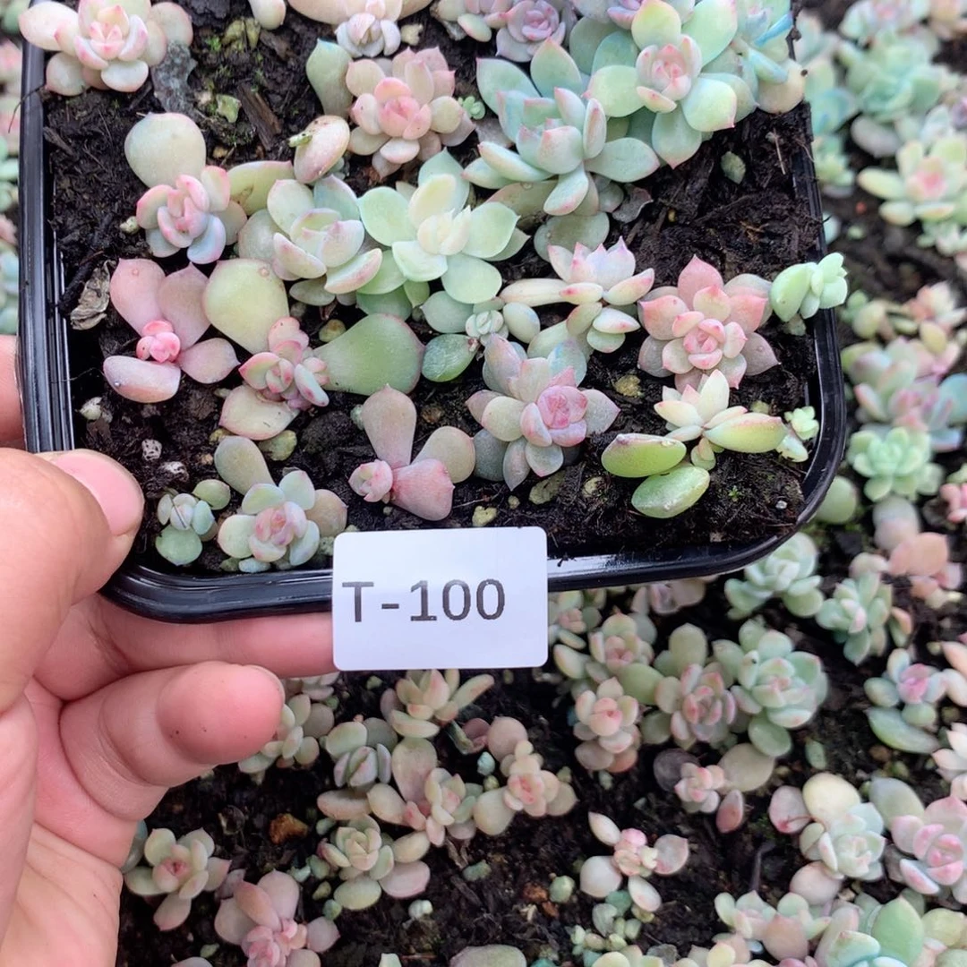 无花朵T100英语英语