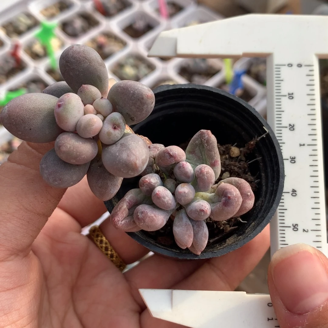 蓝莓多肉植物哈哈