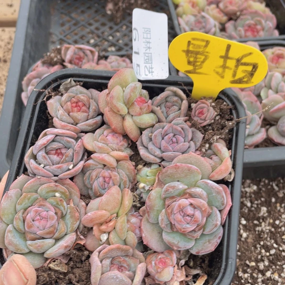 量拍多肉植物多肉植物615