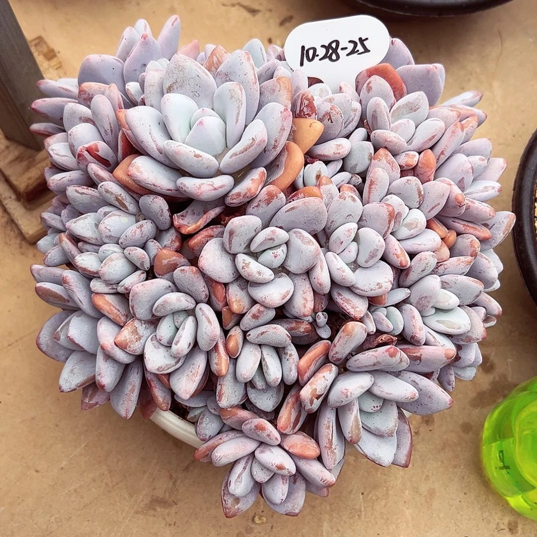 紫***兮1028-25拉拉奶超大群