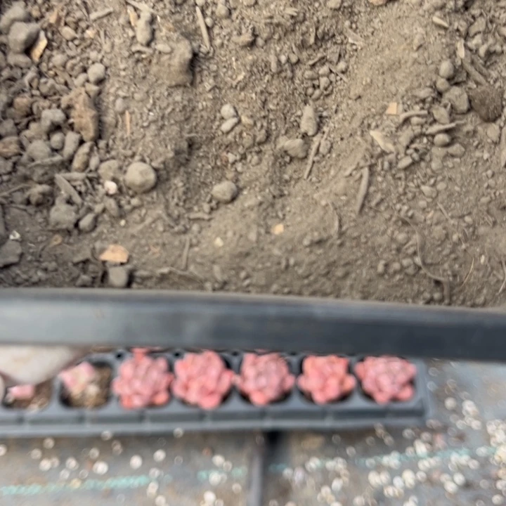 多肉植物发酵土鸡粪5斤一份包