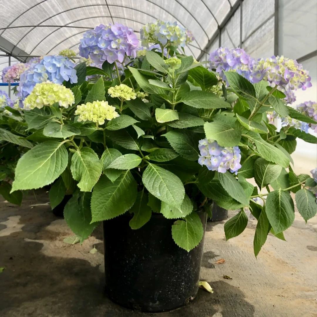 淡蓝花园【7加仑】大花绣球盆栽-原盆原土庭院阳台花园植物绿植盆栽