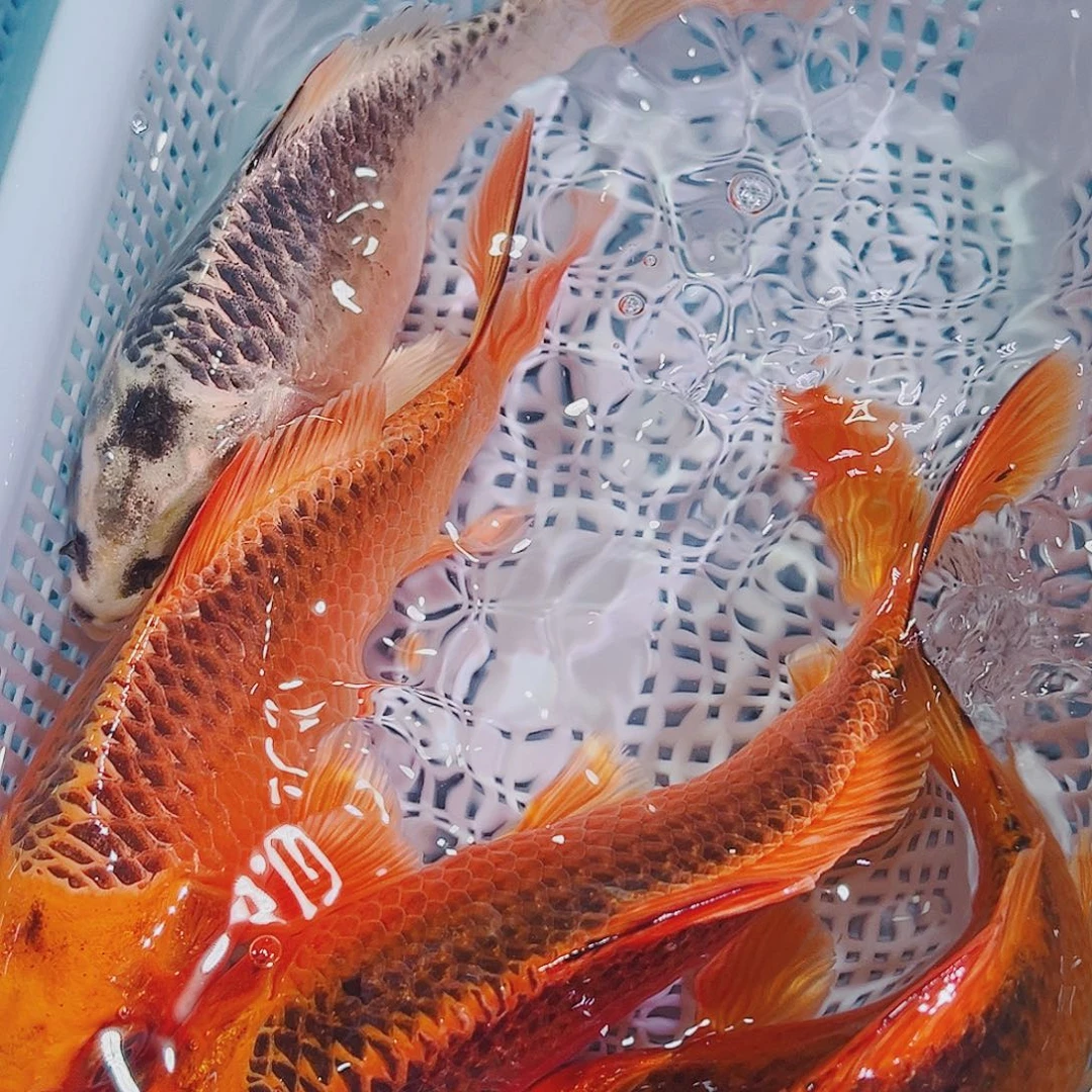 锦鲤锦鲤冷水鱼观赏，119