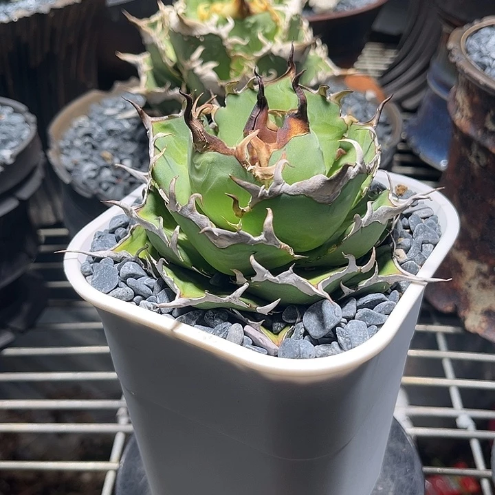 无花朵龙舌兰仁王冠黑帝斯