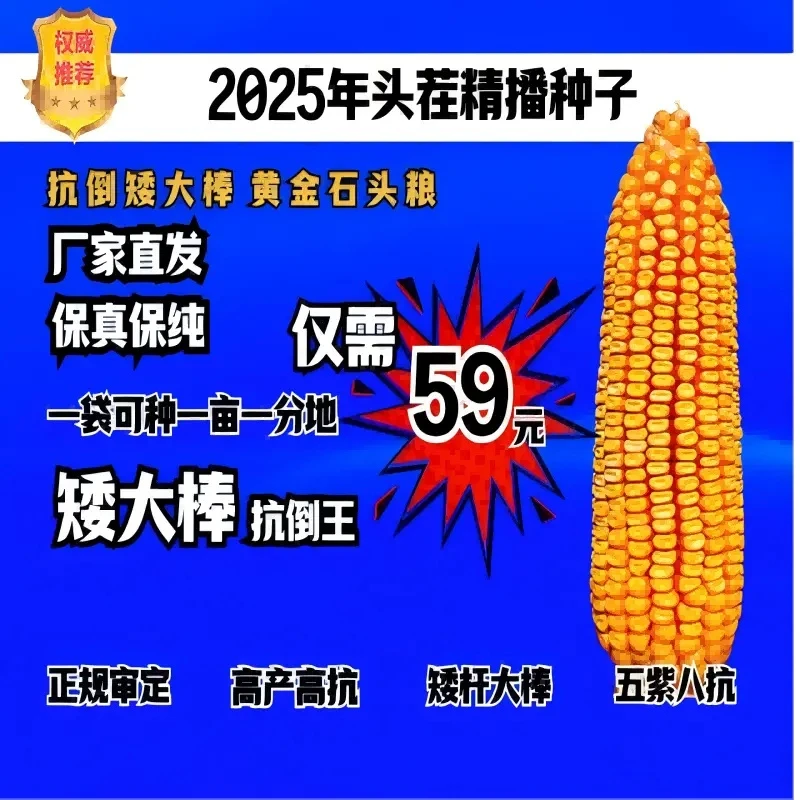 矮大棒高产高抗国审玉米种子防虫防病防药害抗旱抗涝抗倒伏