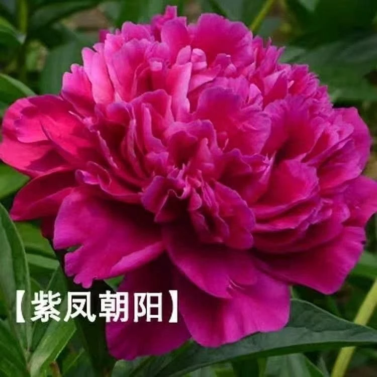 多层重瓣大花观赏牡丹花苗多样花色耐寒室内外种植洛阳花卉