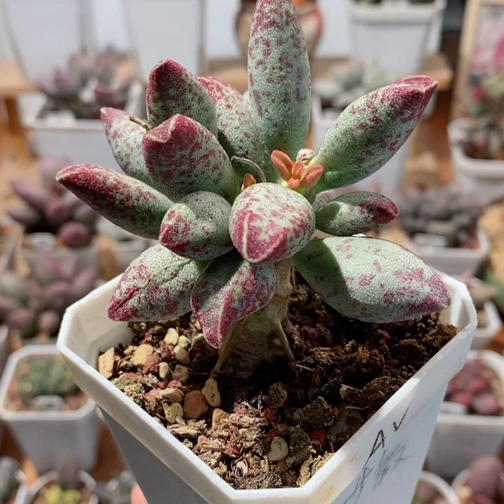 老桩子花斑鹿水泡多肉植物