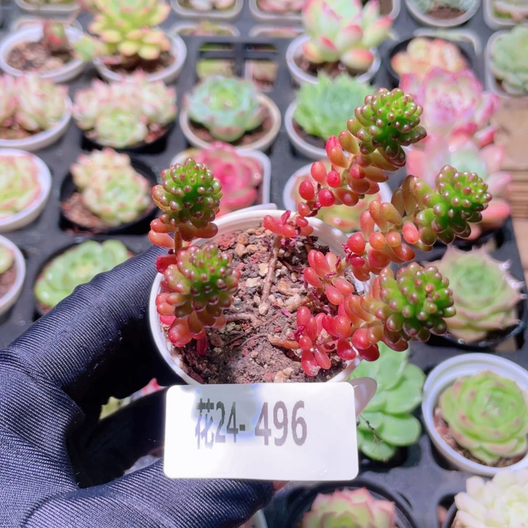 花利美24-496红色浆果