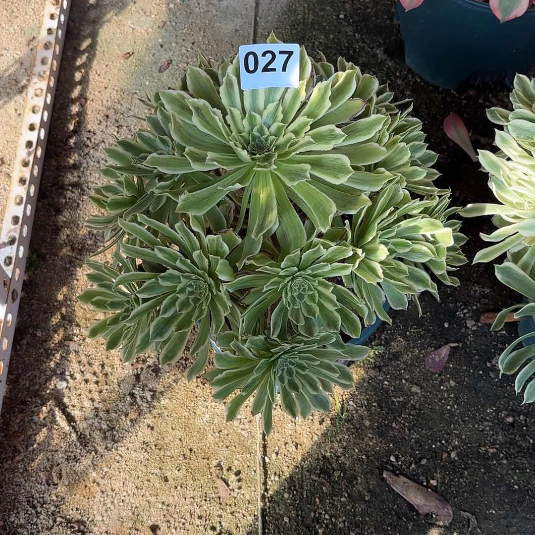 多肉法师碧浪027