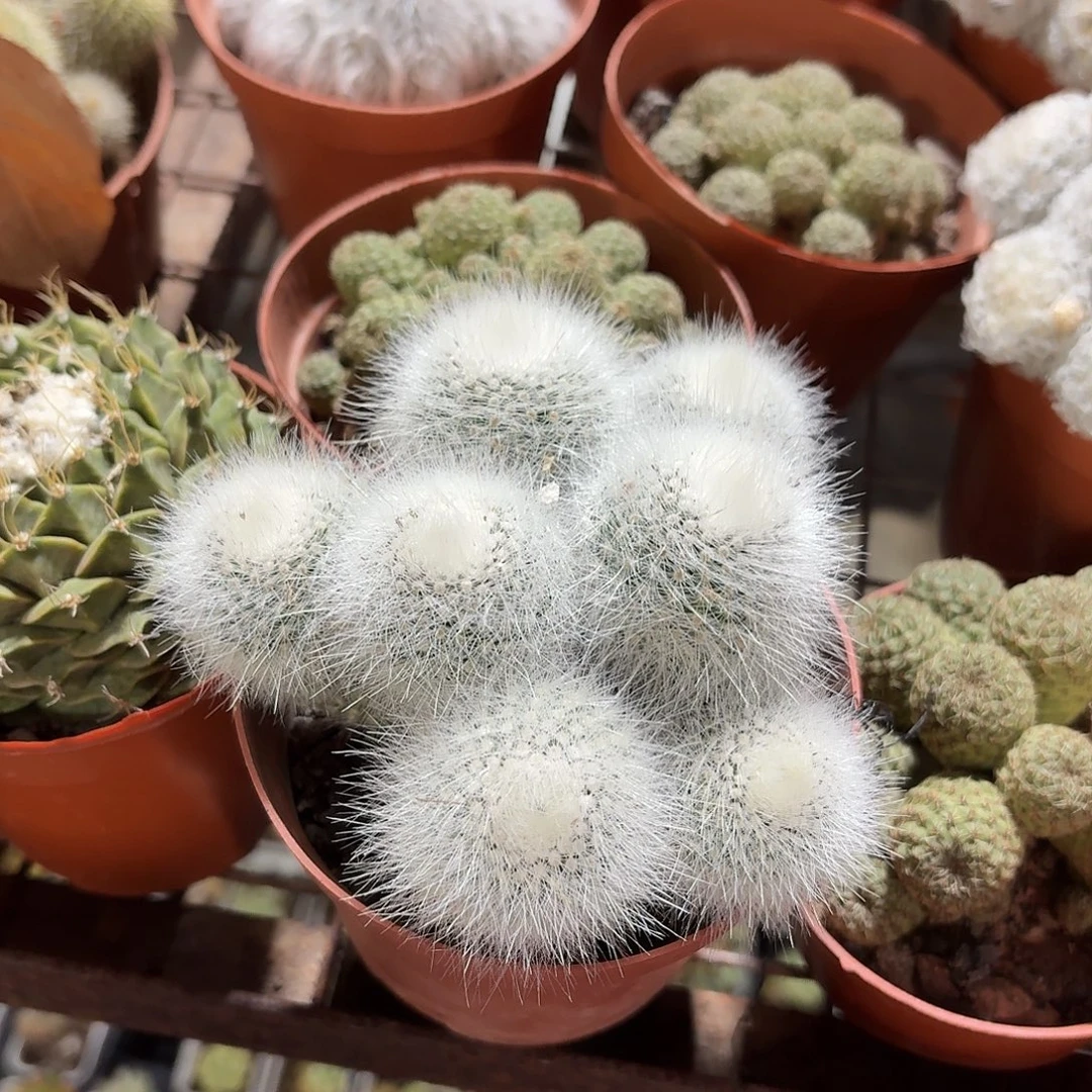 白小丁仙人球11㎝盆