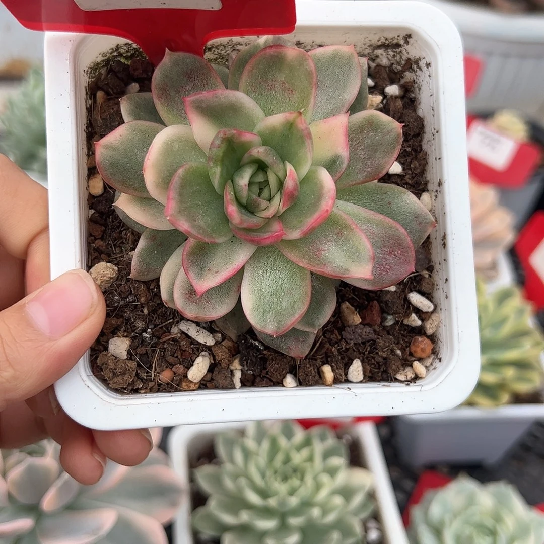 72号弗洛瑞安娜锦多肉植物