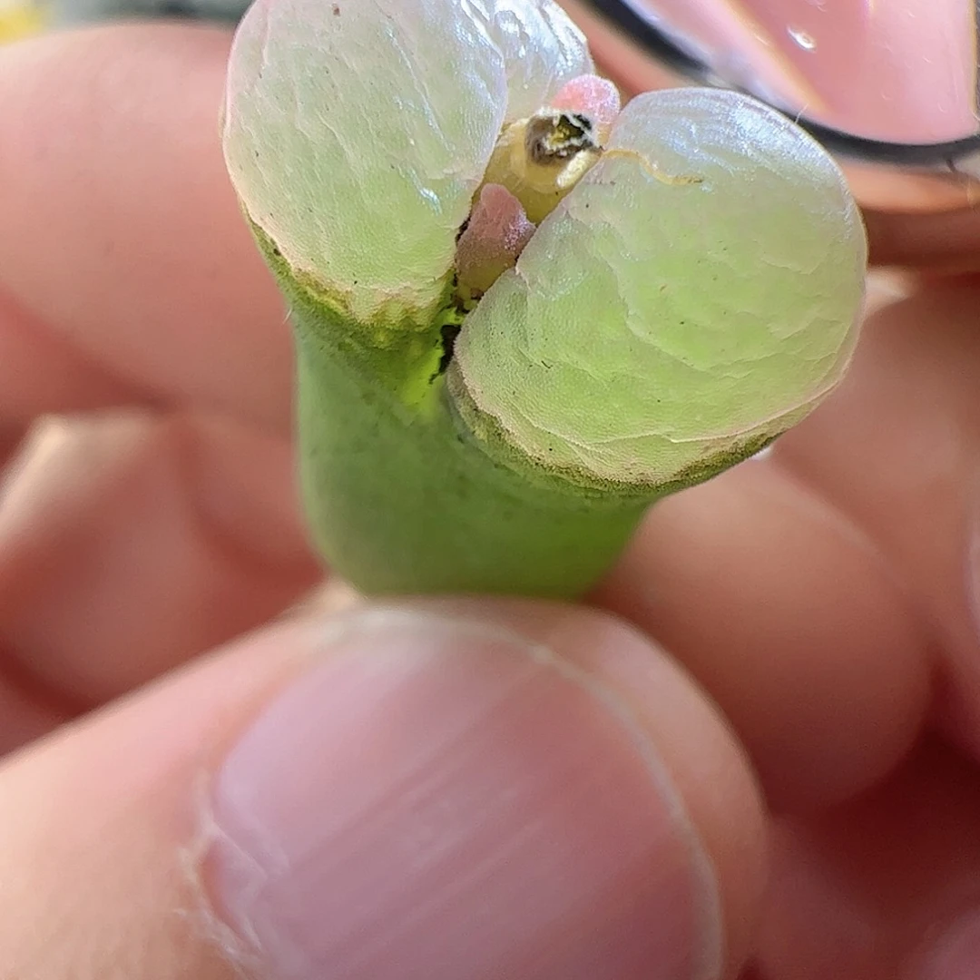 【闪购商品】7 风铃