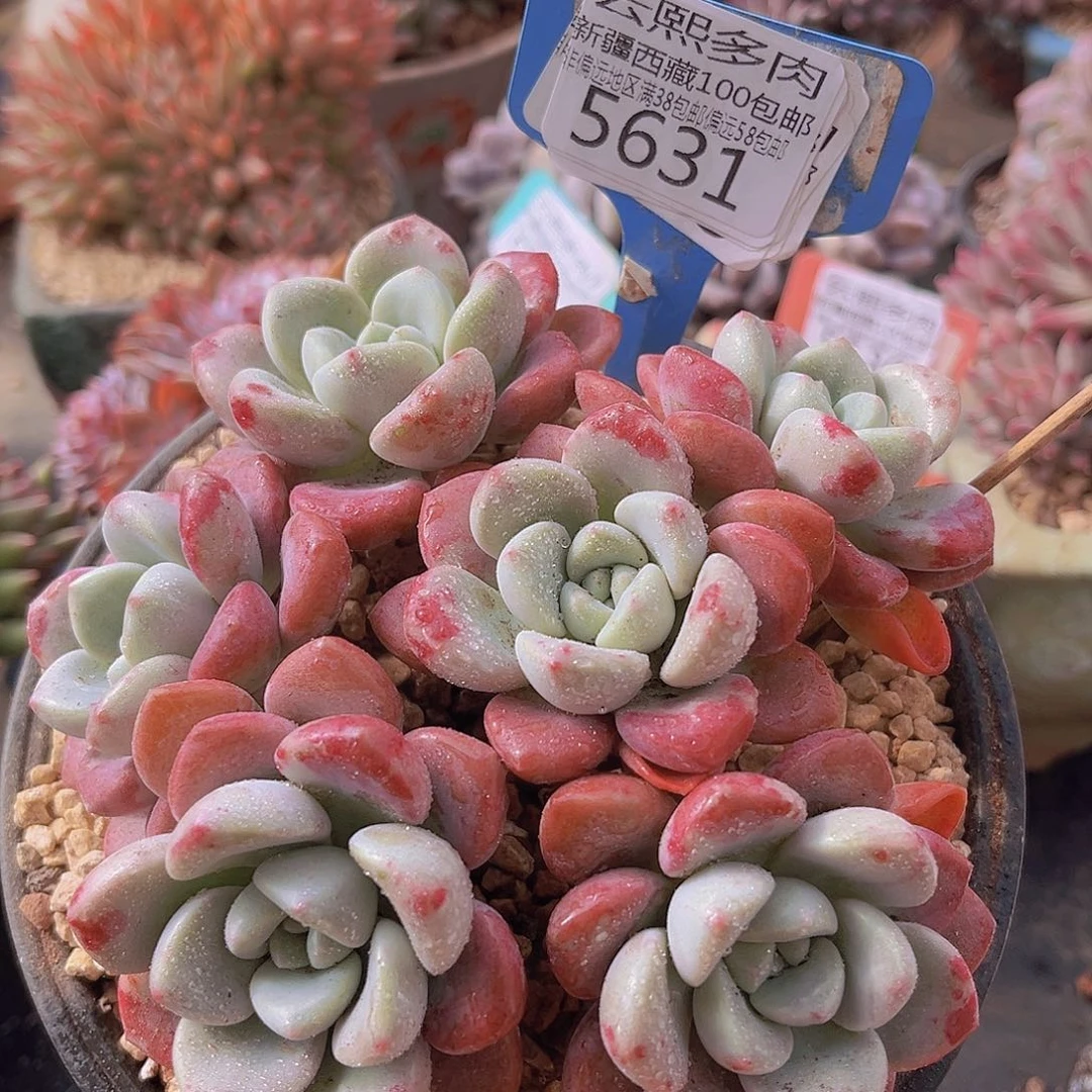 5631花斑鹿多肉植物