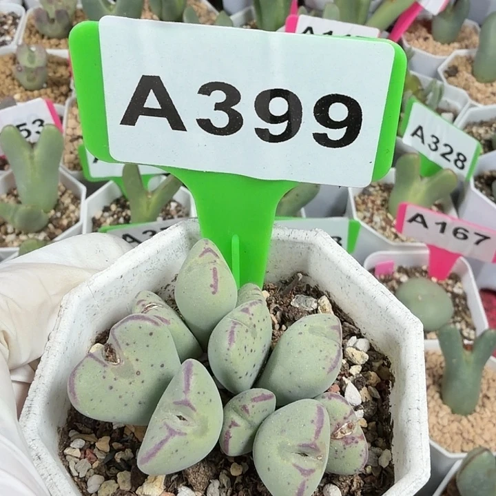 用***9399mmmmmmmmnmnnmnmm