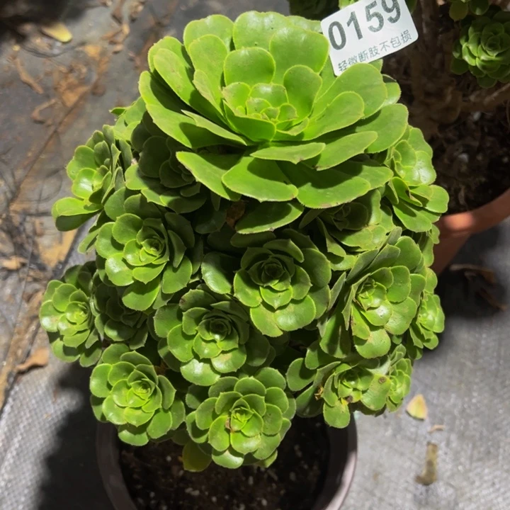 冯***艳绿玫瑰0159999999999