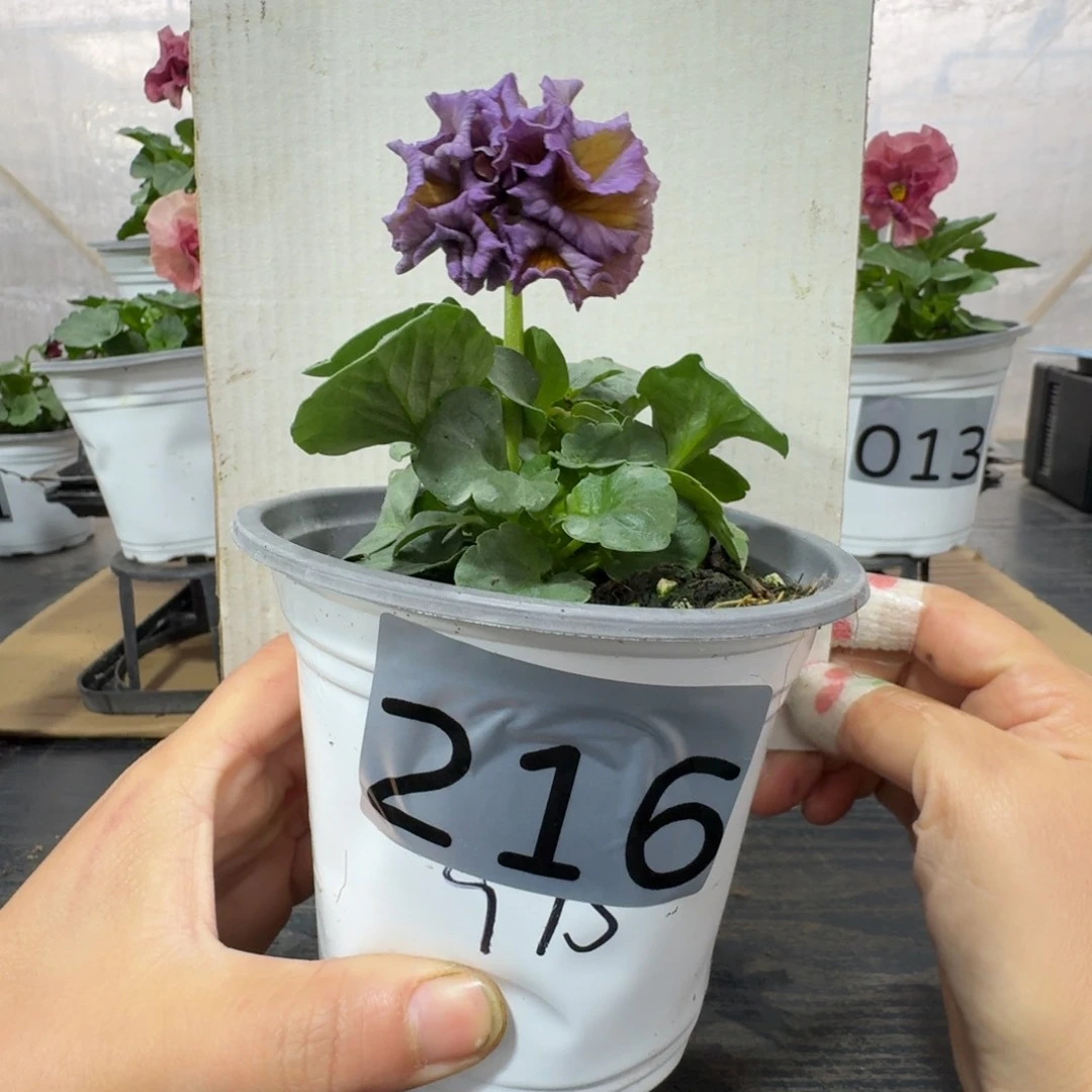 全部花朵216号975